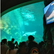 Georgia Aquarium photo submitted by Elizabeth Whitley