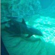 Georgia Aquarium photo submitted by Elizabeth Whitley