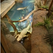 Georgia Aquarium photo submitted by Elizabeth Whitley