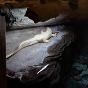 Johnny Morris' Wonders of Wildlife National Museum & Aquarium photo submitted by Kimberly Laucks
