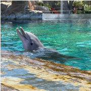 SeaWorld San Antonio photo submitted by Lisa Krc