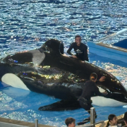 SeaWorld San Antonio photo submitted by Lisa Krc