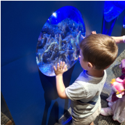Ripley's Aquarium of the Smokies photo submitted by Teral kelley