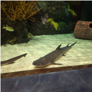 Ripley's Aquarium of the Smokies photo submitted by Teral kelley