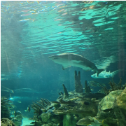 Ripley's Aquarium of the Smokies photo submitted by Teral kelley