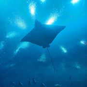 Georgia Aquarium photo submitted by Diane Kennedy