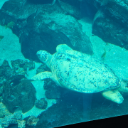 Georgia Aquarium photo submitted by Diane Kennedy