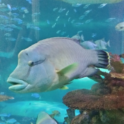 Aquarium at the Boardwalk photo submitted by PAVEL FEYGIN