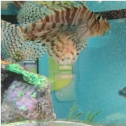Aquarium at the Boardwalk photo submitted by PAVEL FEYGIN