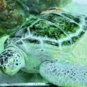 Aquarium at the Boardwalk photo submitted by PAVEL FEYGIN