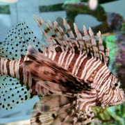 Aquarium at the Boardwalk photo submitted by PAVEL FEYGIN