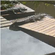 Gatorland photo submitted by Jennifer Mays