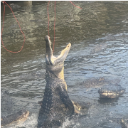 Gatorland photo submitted by Jennifer Mays