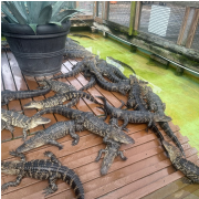 Gatorland photo submitted by Jennifer Mays