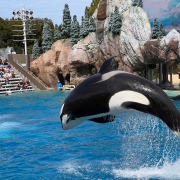 SeaWorld San Diego photo submitted by Yurong Wang