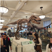American Museum of Natural History photo submitted by Steven Lim