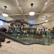 American Museum of Natural History photo submitted by Steven Lim
