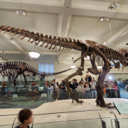 American Museum of Natural History photo submitted by Steven Lim
