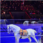 Medieval Times Dinner and Tournament New Jersey photo submitted by Bonnie Baraw