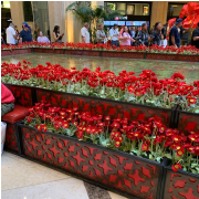 The Wizard of Oz at Sphere  photo submitted by Kathleen Doody