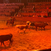 Dolly Parton's Stampede Dinner Attraction photo submitted by Nicole Stewart