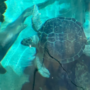 Ripley's Aquarium of the Smokies photo submitted by Nicole Stewart