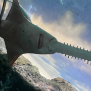 Ripley's Aquarium of the Smokies photo submitted by Nicole Stewart