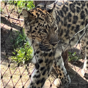 San Diego Zoo photo submitted by David Tao