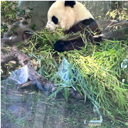 San Diego Zoo photo submitted by David Tao