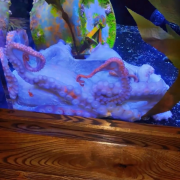 Ripley's Aquarium of Myrtle Beach photo submitted by Dee Baitmon