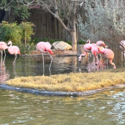 SeaWorld San Antonio photo submitted by Dennis Torres