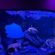 Ripley's Aquarium of the Smokies photo submitted by Ashley Tim Fowler