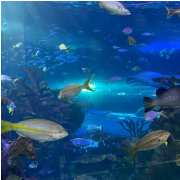 Aquarium at the Boardwalk photo submitted by Saleena Emory