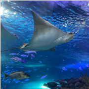 Aquarium at the Boardwalk photo submitted by Saleena Emory