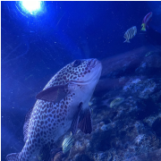 Aquarium at the Boardwalk photo submitted by Saleena Emory