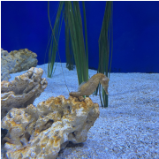 Aquarium at the Boardwalk photo submitted by Saleena Emory