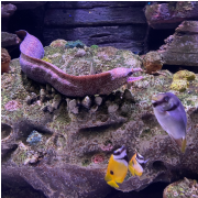 Aquarium at the Boardwalk photo submitted by Saleena Emory