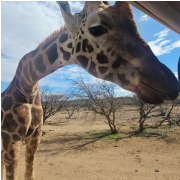 Out of Africa Wildlife Park photo submitted by Cassandra Vetter