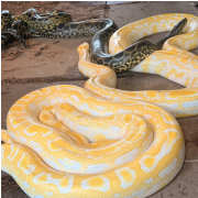 Gatorland photo submitted by Katie Allen