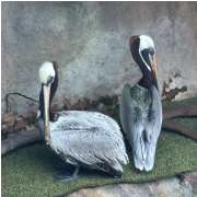 The Florida Aquarium photo submitted by Gloria Luna