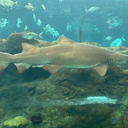 The Florida Aquarium photo submitted by Gloria Luna