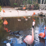 Flamingo Gardens photo submitted by Don Vogel