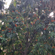 Flamingo Gardens photo submitted by Don Vogel