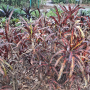 Flamingo Gardens photo submitted by Don Vogel