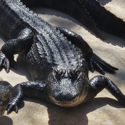 Boggy Creek Airboat Adventures photo submitted by Rebecca Casanova