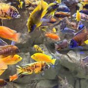 The Florida Aquarium photo submitted by Phillip Barker