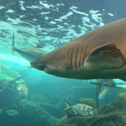 The Florida Aquarium photo submitted by Phillip Barker