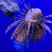 The Florida Aquarium photo submitted by Phillip Barker