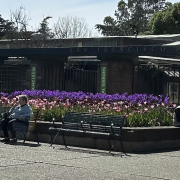 Big Bus San Francisco Hop On Hop Off Sightseeing photo submitted by Michael Oliver