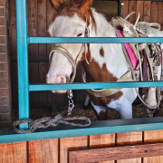 Dolly Parton's Stampede Dinner Attraction photo submitted by Connie Collins
